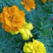 ヒメ日記 2025/11/07 12:45 投稿 斉藤恵 セレブショップ新宿（東京ハレ系）