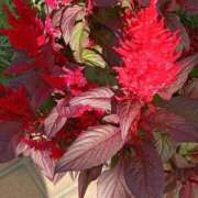 ヒメ日記 2025/11/08 10:15 投稿 斉藤恵 セレブショップ新宿（東京ハレ系）