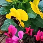 ヒメ日記 2025/11/09 07:15 投稿 斉藤恵 セレブショップ新宿（東京ハレ系）