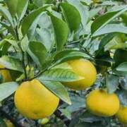 ヒメ日記 2025/11/10 00:15 投稿 斉藤恵 セレブショップ新宿（東京ハレ系）