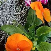 ヒメ日記 2025/11/10 23:36 投稿 斉藤恵 セレブショップ新宿（東京ハレ系）