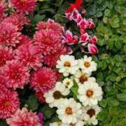 ヒメ日記 2025/11/11 06:00 投稿 斉藤恵 セレブショップ新宿（東京ハレ系）