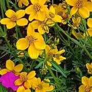 ヒメ日記 2025/11/11 10:15 投稿 斉藤恵 セレブショップ新宿（東京ハレ系）