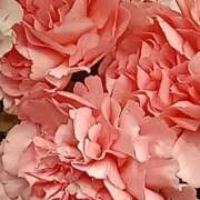 ヒメ日記 2025/11/12 17:31 投稿 斉藤恵 セレブショップ新宿（東京ハレ系）