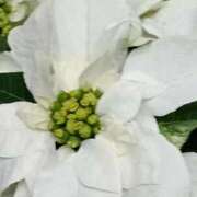 ヒメ日記 2025/11/12 21:36 投稿 斉藤恵 セレブショップ新宿（東京ハレ系）