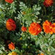 ヒメ日記 2025/11/13 10:58 投稿 斉藤恵 セレブショップ新宿（東京ハレ系）