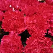 ヒメ日記 2025/11/13 20:29 投稿 斉藤恵 セレブショップ新宿（東京ハレ系）