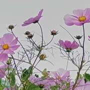 ヒメ日記 2025/11/14 06:00 投稿 斉藤恵 セレブショップ新宿（東京ハレ系）