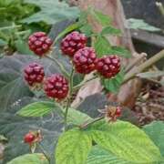 ヒメ日記 2025/11/15 06:00 投稿 斉藤恵 セレブショップ新宿（東京ハレ系）