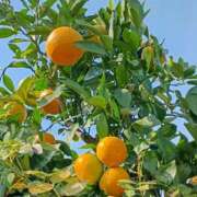 ヒメ日記 2025/11/15 10:01 投稿 斉藤恵 セレブショップ新宿（東京ハレ系）