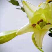 ヒメ日記 2025/11/16 06:00 投稿 斉藤恵 セレブショップ新宿（東京ハレ系）