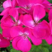 ヒメ日記 2025/11/16 07:15 投稿 斉藤恵 セレブショップ新宿（東京ハレ系）