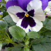 ヒメ日記 2025/11/17 06:04 投稿 斉藤恵 セレブショップ新宿（東京ハレ系）