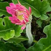 ヒメ日記 2025/11/18 06:00 投稿 斉藤恵 セレブショップ新宿（東京ハレ系）