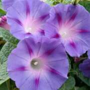 ヒメ日記 2025/11/18 11:11 投稿 斉藤恵 セレブショップ新宿（東京ハレ系）