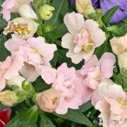 ヒメ日記 2025/11/18 13:19 投稿 斉藤恵 セレブショップ新宿（東京ハレ系）