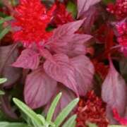 ヒメ日記 2025/11/19 17:23 投稿 斉藤恵 セレブショップ新宿（東京ハレ系）