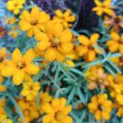 ヒメ日記 2025/11/20 06:01 投稿 斉藤恵 セレブショップ新宿（東京ハレ系）