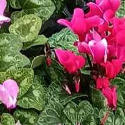 ヒメ日記 2025/11/21 00:15 投稿 斉藤恵 セレブショップ新宿（東京ハレ系）