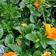 ヒメ日記 2025/11/21 11:32 投稿 斉藤恵 セレブショップ新宿（東京ハレ系）