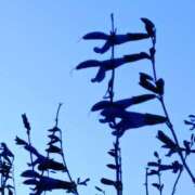 ヒメ日記 2025/11/22 06:04 投稿 斉藤恵 セレブショップ新宿（東京ハレ系）