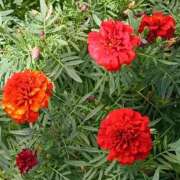 ヒメ日記 2025/11/22 10:30 投稿 斉藤恵 セレブショップ新宿（東京ハレ系）