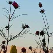 ヒメ日記 2025/11/22 19:18 投稿 斉藤恵 セレブショップ新宿（東京ハレ系）