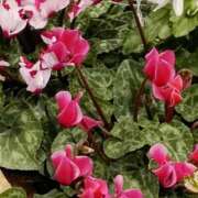 ヒメ日記 2025/11/23 06:00 投稿 斉藤恵 セレブショップ新宿（東京ハレ系）