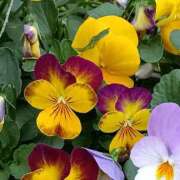 ヒメ日記 2025/11/23 07:15 投稿 斉藤恵 セレブショップ新宿（東京ハレ系）