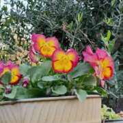 ヒメ日記 2025/11/24 06:00 投稿 斉藤恵 セレブショップ新宿（東京ハレ系）