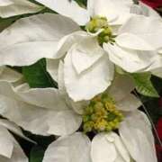 ヒメ日記 2025/11/25 00:15 投稿 斉藤恵 セレブショップ新宿（東京ハレ系）