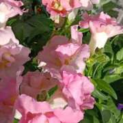 ヒメ日記 2025/11/25 06:00 投稿 斉藤恵 セレブショップ新宿（東京ハレ系）