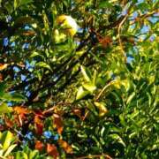 ヒメ日記 2025/11/26 15:36 投稿 斉藤恵 セレブショップ新宿（東京ハレ系）