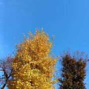 ヒメ日記 2025/11/27 00:23 投稿 斉藤恵 セレブショップ新宿（東京ハレ系）