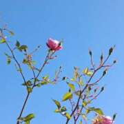 ヒメ日記 2025/11/27 21:43 投稿 斉藤恵 セレブショップ新宿（東京ハレ系）