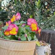 ヒメ日記 2025/11/29 06:00 投稿 斉藤恵 セレブショップ新宿（東京ハレ系）