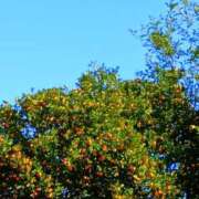 ヒメ日記 2025/11/29 09:30 投稿 斉藤恵 セレブショップ新宿（東京ハレ系）