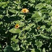 ヒメ日記 2025/11/30 06:00 投稿 斉藤恵 セレブショップ新宿（東京ハレ系）