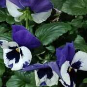 ヒメ日記 2025/12/01 11:31 投稿 斉藤恵 セレブショップ新宿（東京ハレ系）