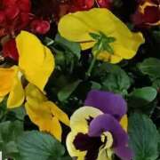 ヒメ日記 2025/12/02 10:36 投稿 斉藤恵 セレブショップ新宿（東京ハレ系）