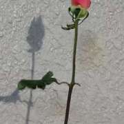 ヒメ日記 2025/12/04 06:00 投稿 斉藤恵 セレブショップ新宿（東京ハレ系）