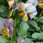 ヒメ日記 2025/12/06 21:02 投稿 斉藤恵 セレブショップ新宿（東京ハレ系）