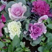 ヒメ日記 2025/12/07 06:00 投稿 斉藤恵 セレブショップ新宿（東京ハレ系）