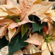 ヒメ日記 2025/12/07 18:40 投稿 斉藤恵 セレブショップ新宿（東京ハレ系）