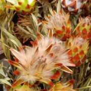 ヒメ日記 2025/12/08 06:00 投稿 斉藤恵 セレブショップ新宿（東京ハレ系）