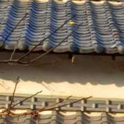 ヒメ日記 2025/12/08 15:13 投稿 斉藤恵 セレブショップ新宿（東京ハレ系）