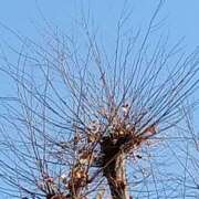 ヒメ日記 2025/12/09 06:00 投稿 斉藤恵 セレブショップ新宿（東京ハレ系）