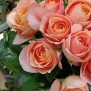 ヒメ日記 2025/12/10 17:31 投稿 斉藤恵 セレブショップ新宿（東京ハレ系）