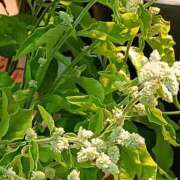 ヒメ日記 2025/12/11 01:13 投稿 斉藤恵 セレブショップ新宿（東京ハレ系）