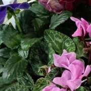 ヒメ日記 2025/12/11 06:00 投稿 斉藤恵 セレブショップ新宿（東京ハレ系）